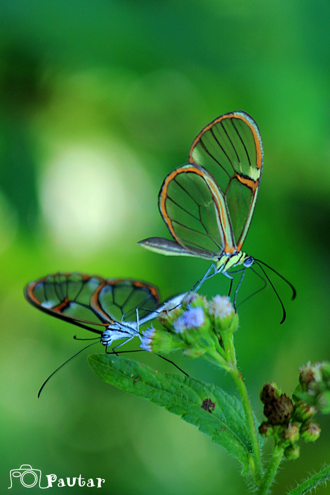 mariposas-transparentes