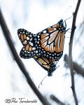 mariposas-monarcas