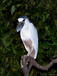 garza-cucharona-mej