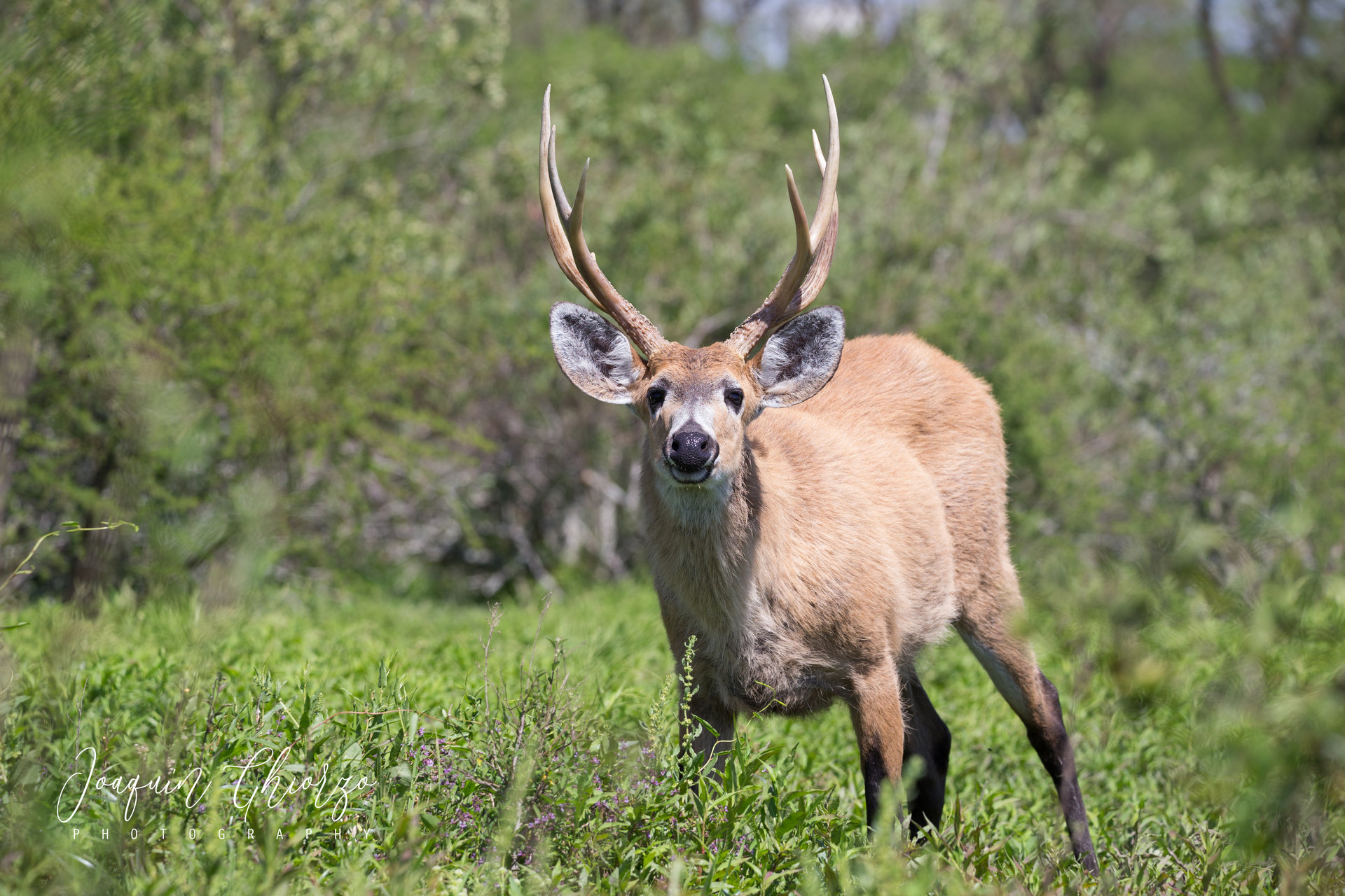 ciervo-de-los-pantanos-blastocerus-dichotomus-marsh-deer