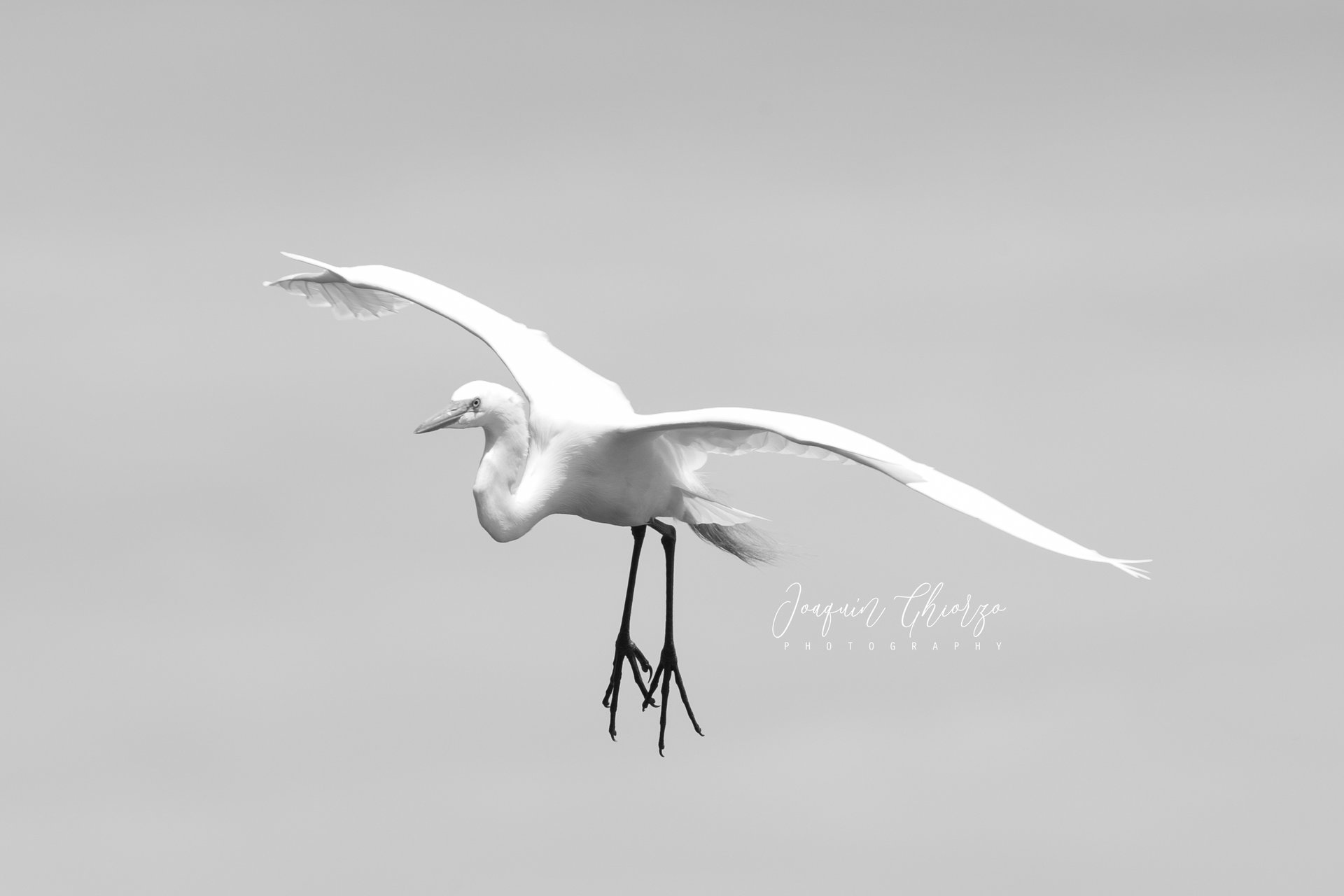 garza-blanca-ardea-alba-great-egret