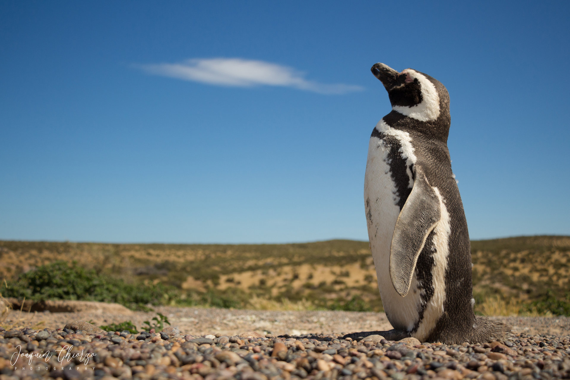 pinguino-patagonico-spheniscus-magellanicus-magellanic-penguin