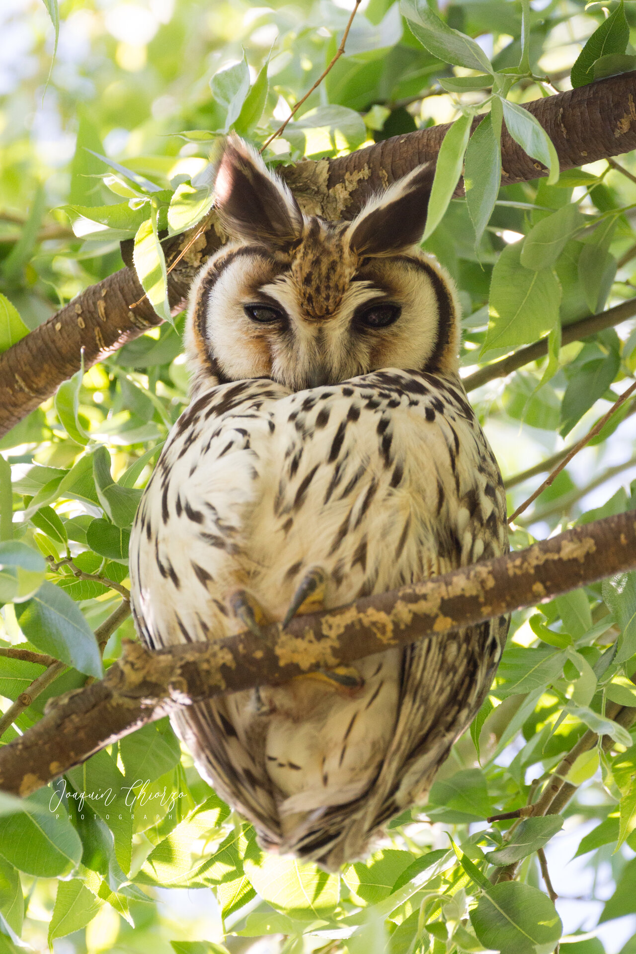 lechuzon-orejudo-asio-clamator-striped-owl