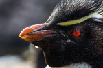 pinguino-de-penacho-amarillo