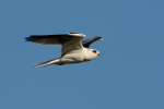 halcon-blanco