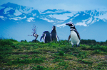 pinguinos-magallanicos