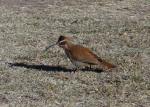 fauna1_fabianeduardobasualdo