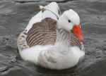 fauna2_fabianeduardobasualdo