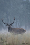 ciervo_amanecer_niebla_afona