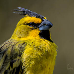 cardenal-amarillo-macho