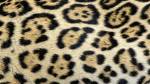 textura-jaguar