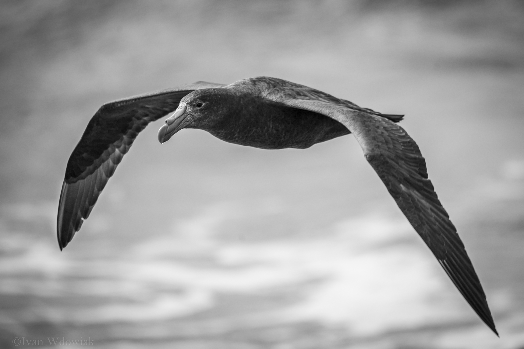 petrel-gigante-del-sur