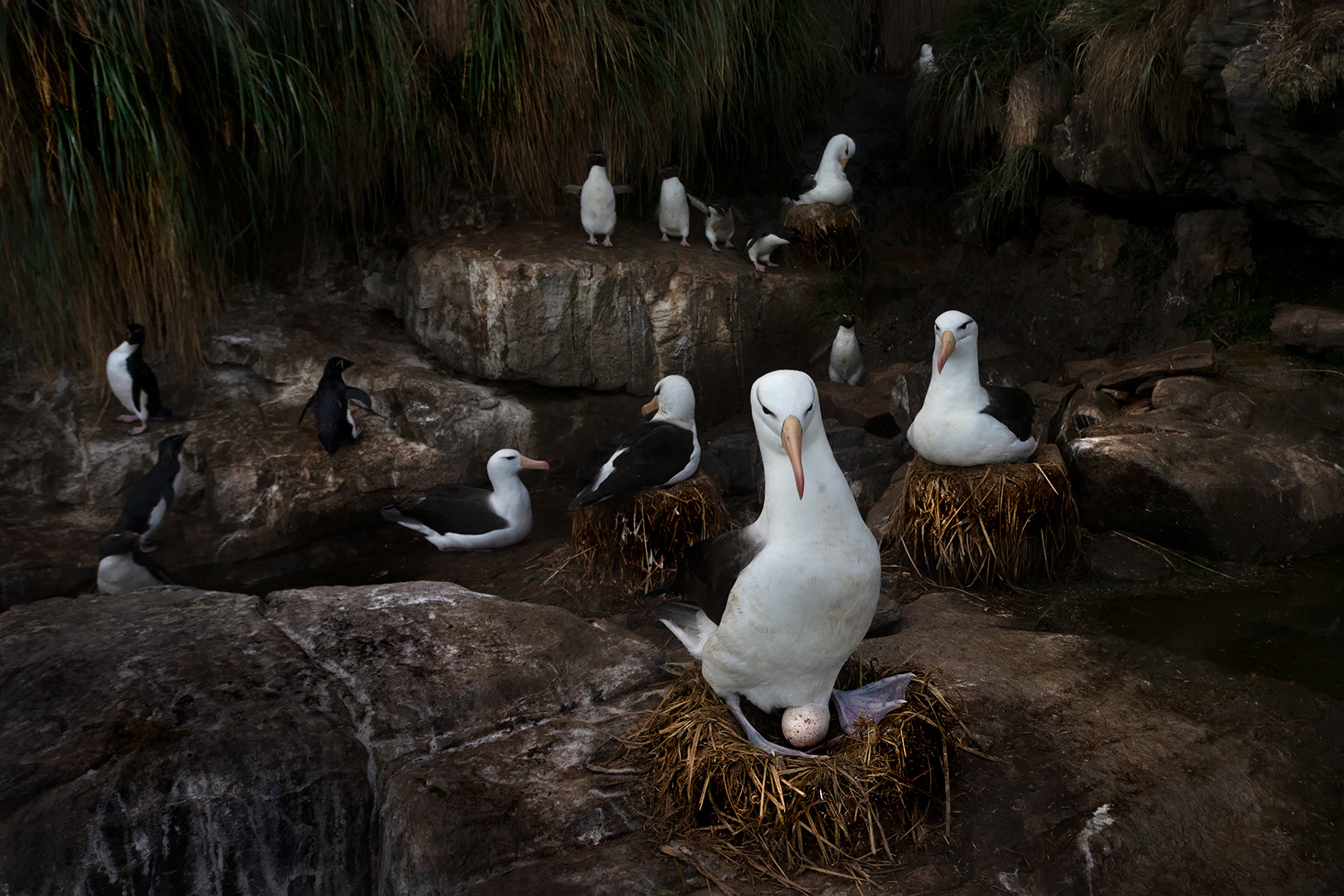 colonia-de-albatros