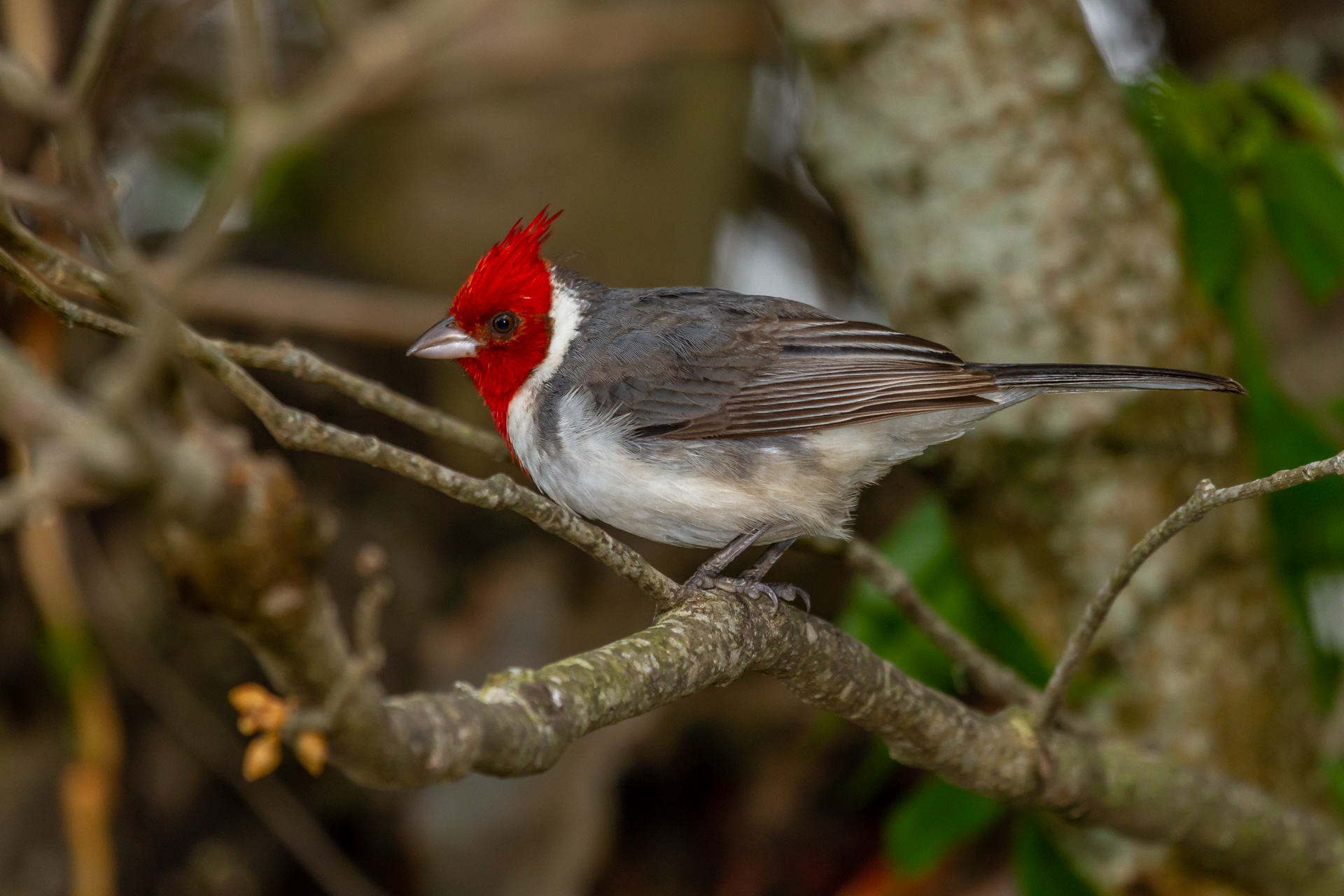 cardenal-copete-rojo