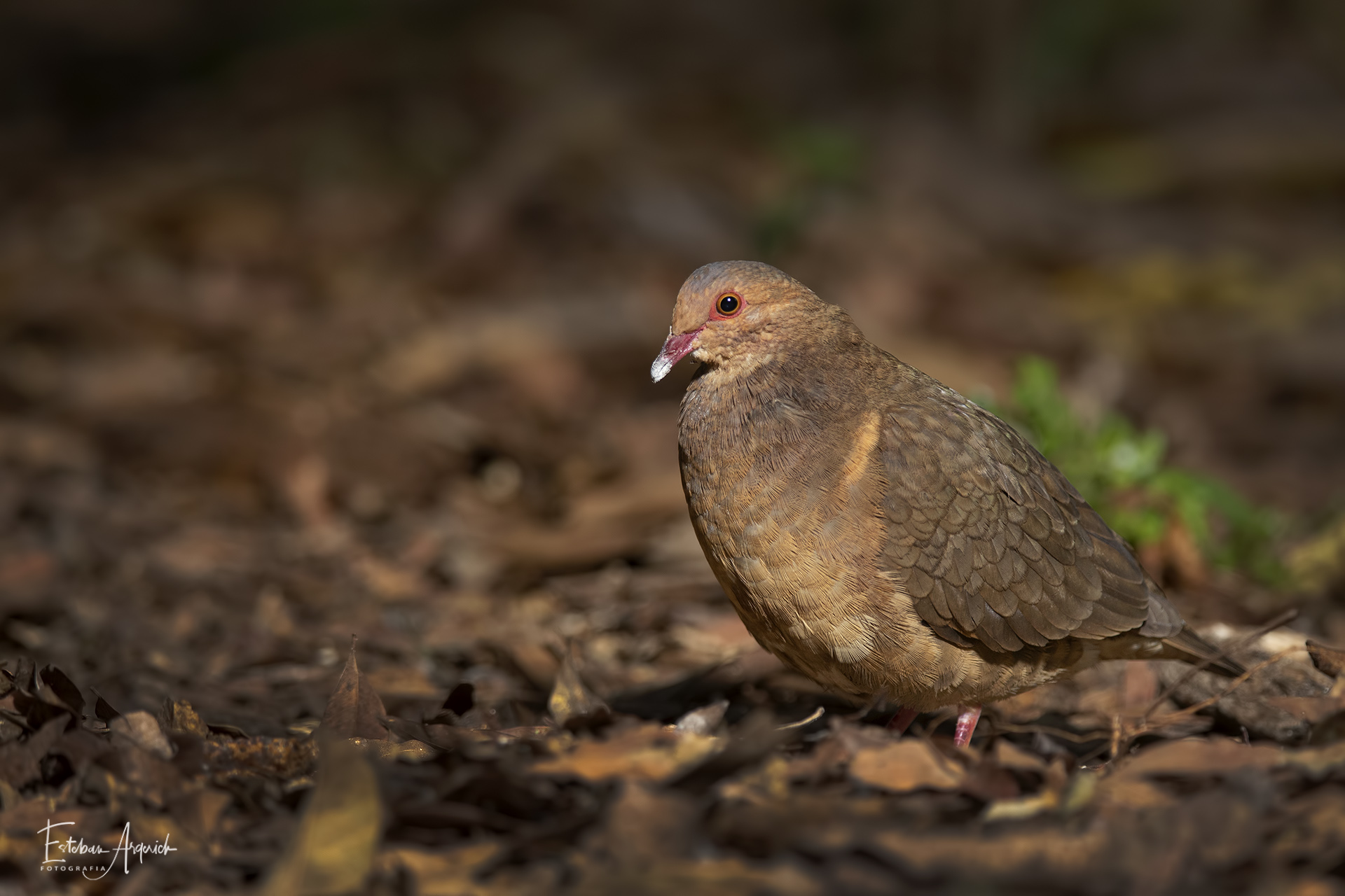 paloma-montera-castana-geotrygon-montana-ruddy-quail-dove