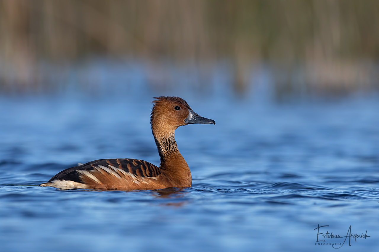 siriri-colorado-dendrocygna-bicolor-fulvous-whistling-duck
