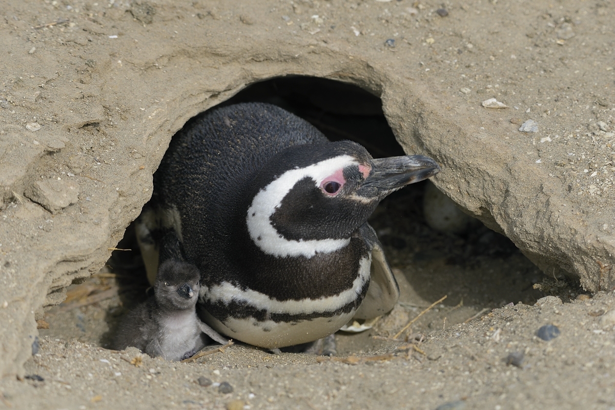 191124-pinguino-con-cria-001