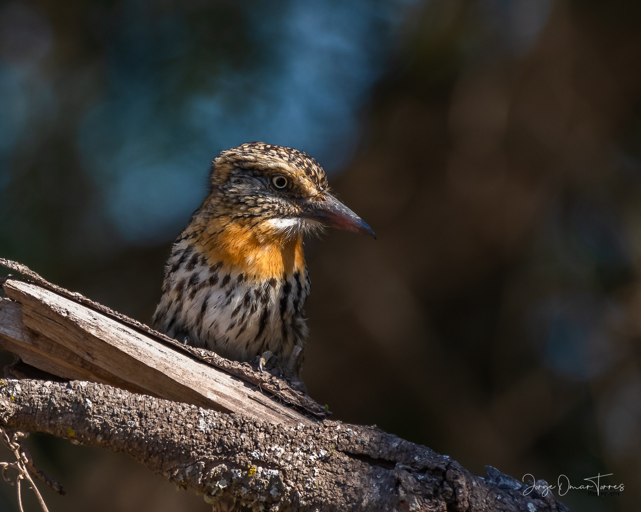 durmili-nystalus-maculatus-spot-backed-puffbird
