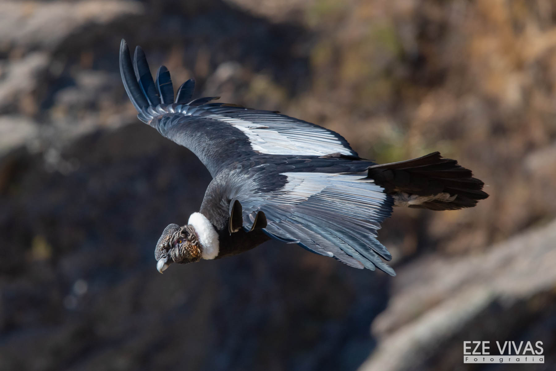 condor-andino