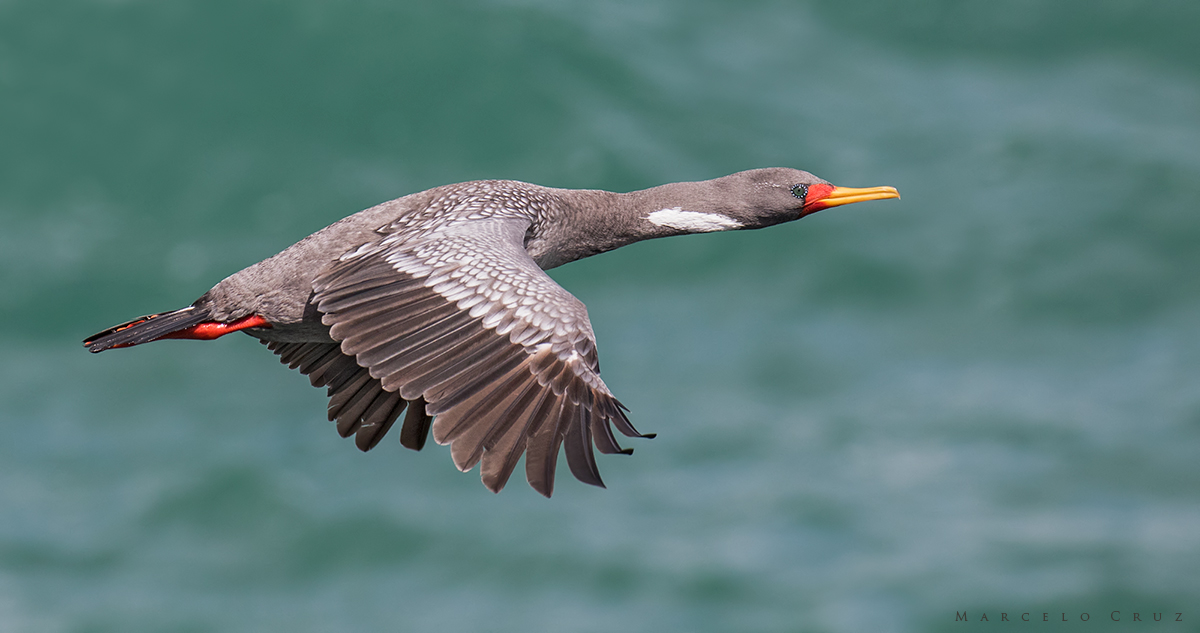 cormoran-gris-phalacrocorax-gaimardi