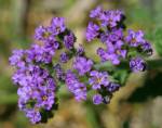 verbena-violeta-flor-museosaavedra-19-11-20