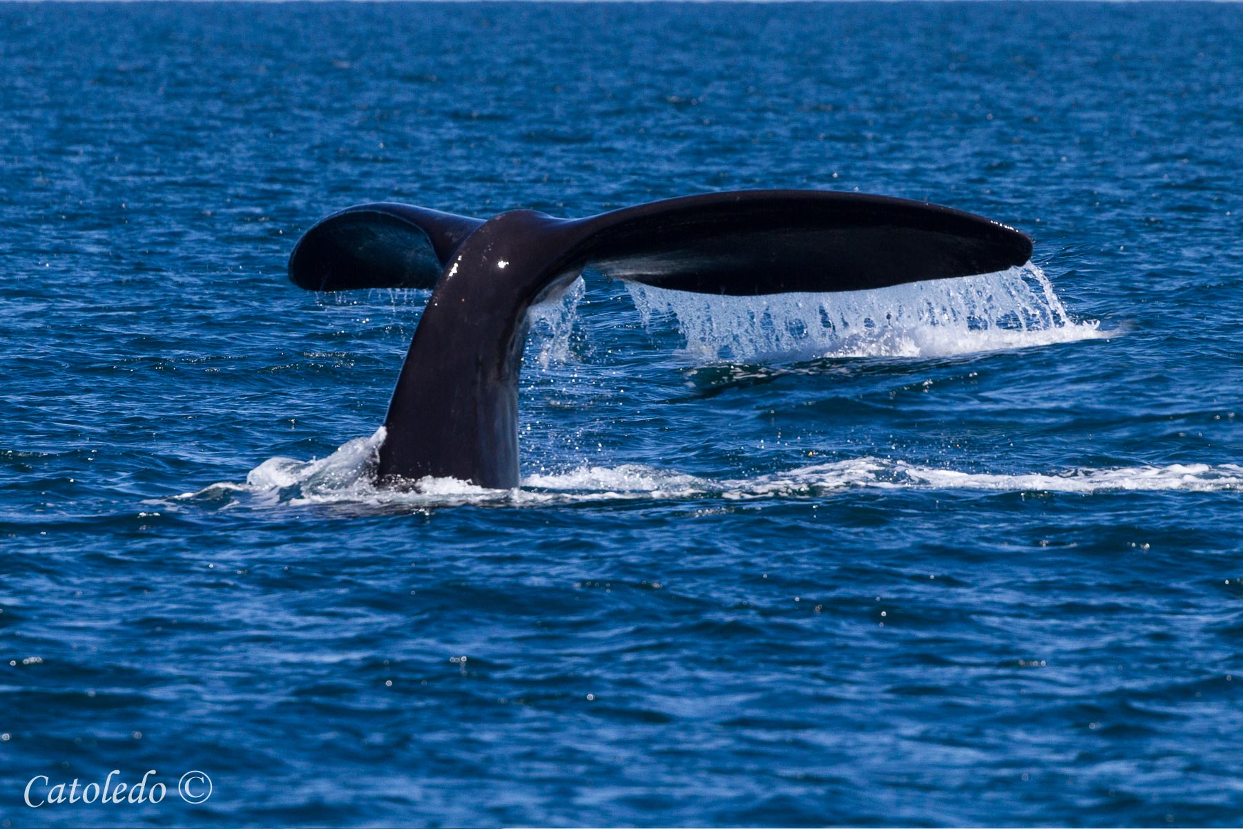 madryn-whales-_mg_4929-2021_10_22-edit