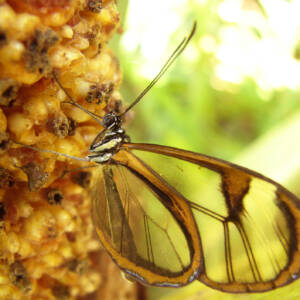 mariposa-cristalina
