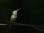 gonzalo-clifton-goldney-colibri-1i