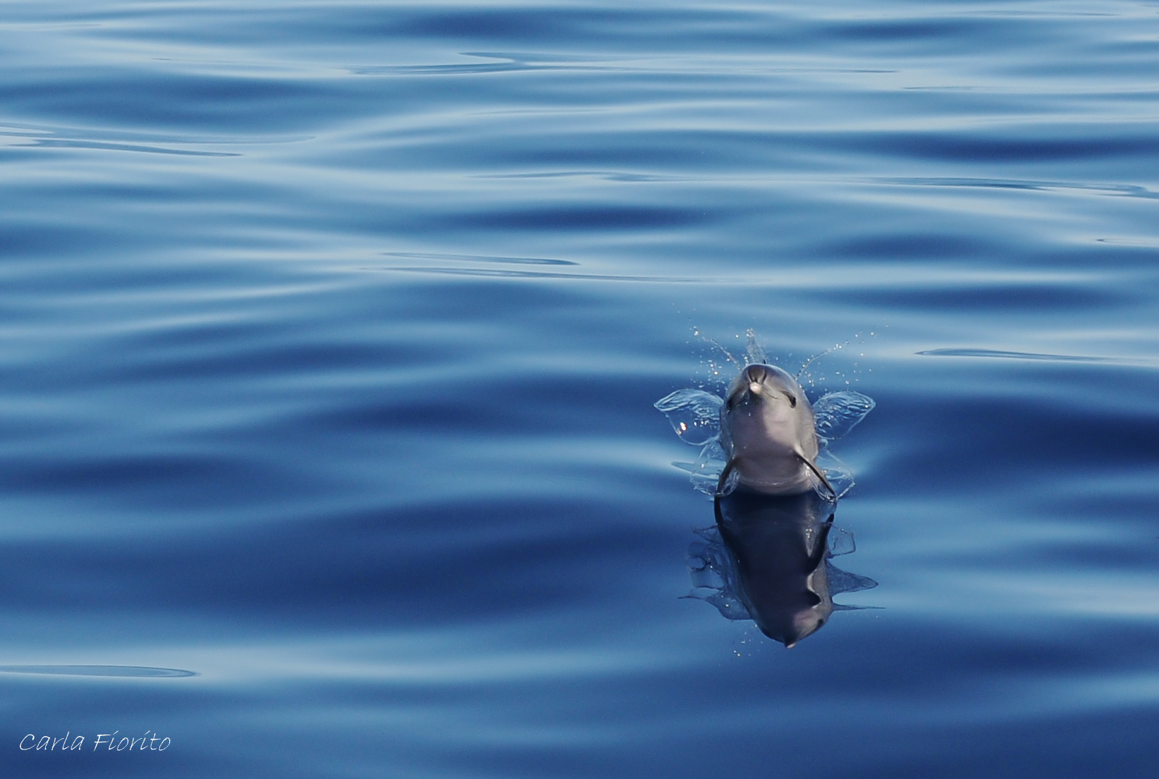delfin-moteado-del-atlantico