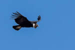 condor-andino-vultur-gryphus