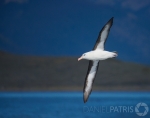 albatros-ceja-negra-2